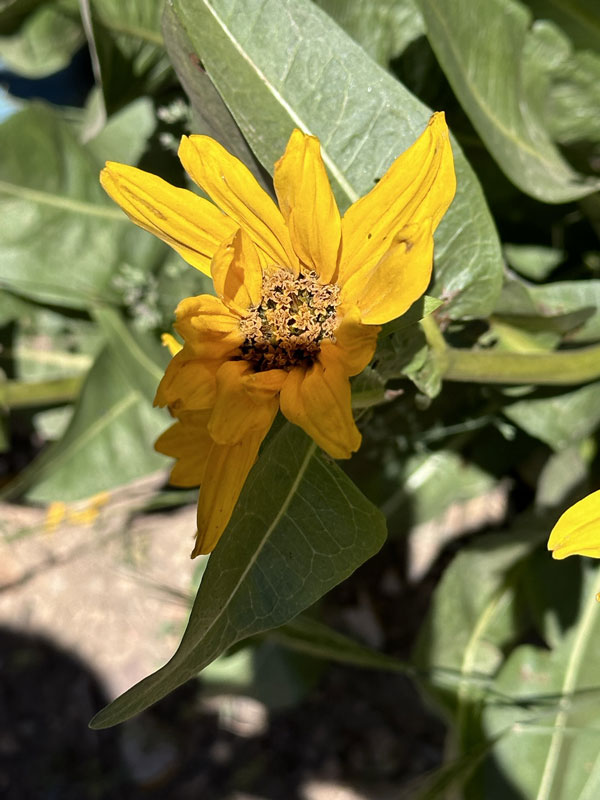 Success Loop Wild Flowers